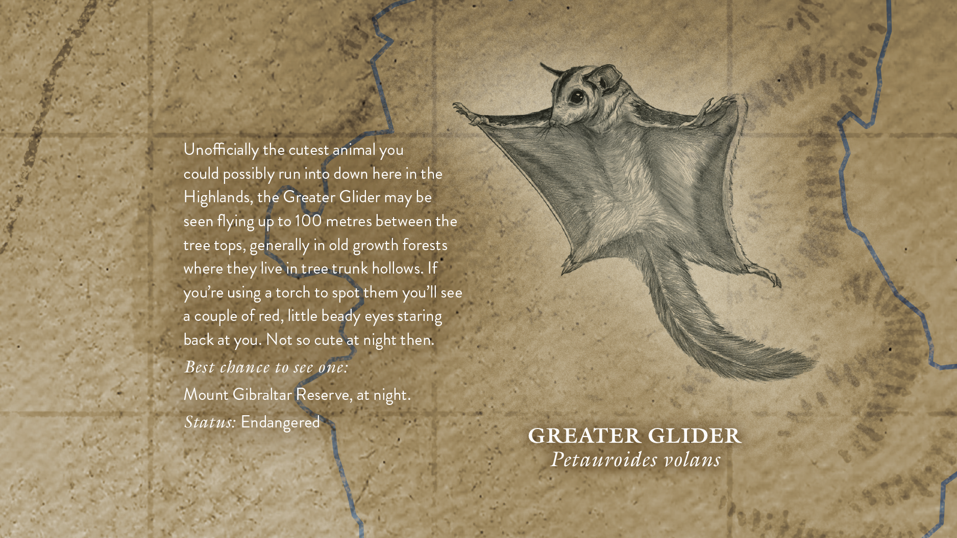 Map detail - Greater Glider